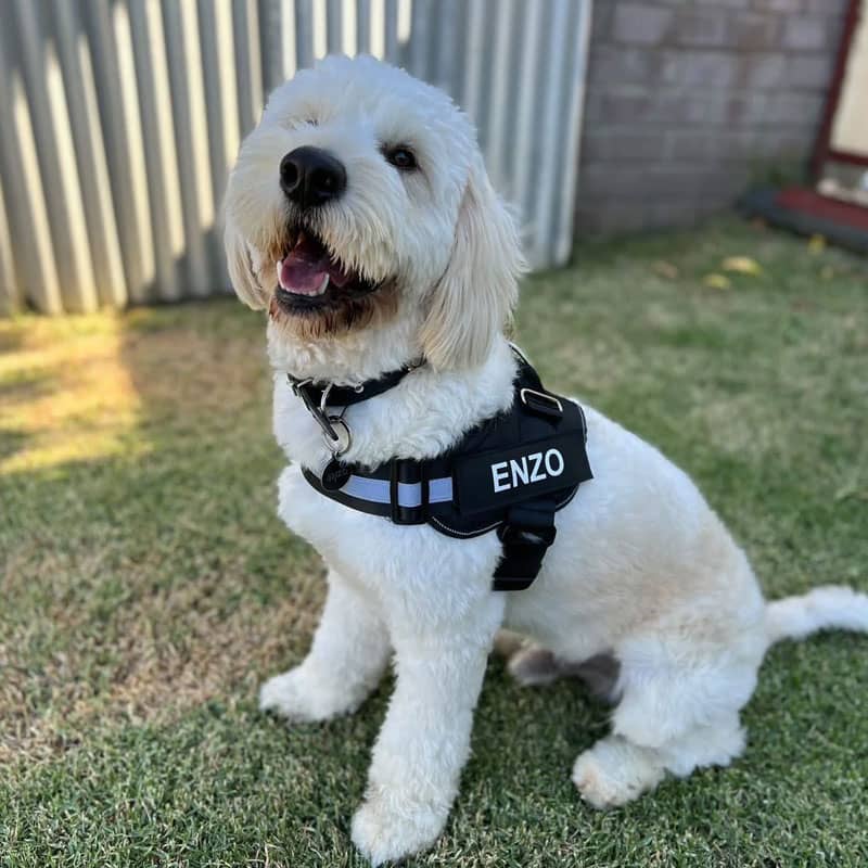 Lifetime Warranty Personalized Pawvani™ NO PULL Harness