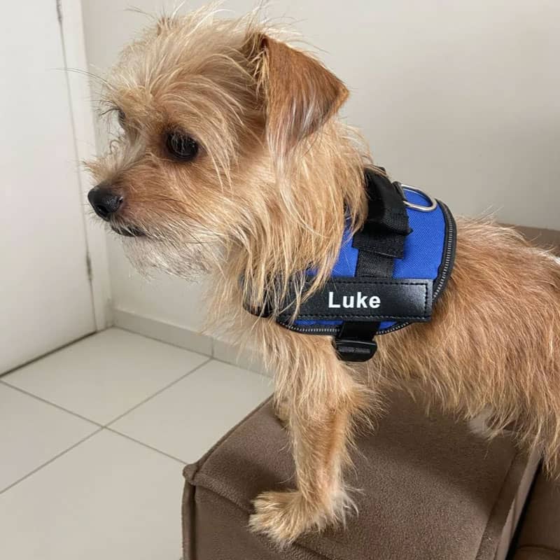 Lifetime Warranty Personalized Pawvani™ NO PULL Harness