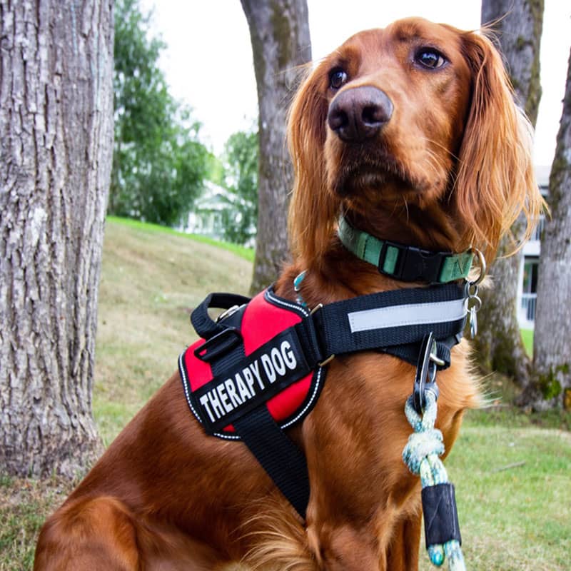 Lifetime Warranty Personalized Pawvani™ NO PULL Harness